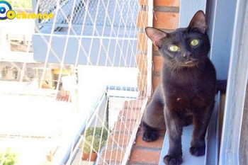 Siatki Kętrzyn - Siatki na balkon - zabezpieczenie dzieci i kotów na balkonie dla terenów Kętrzyna